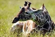 nature animals giraffes 1920x1080 wallpaper Art HD Wallpaper